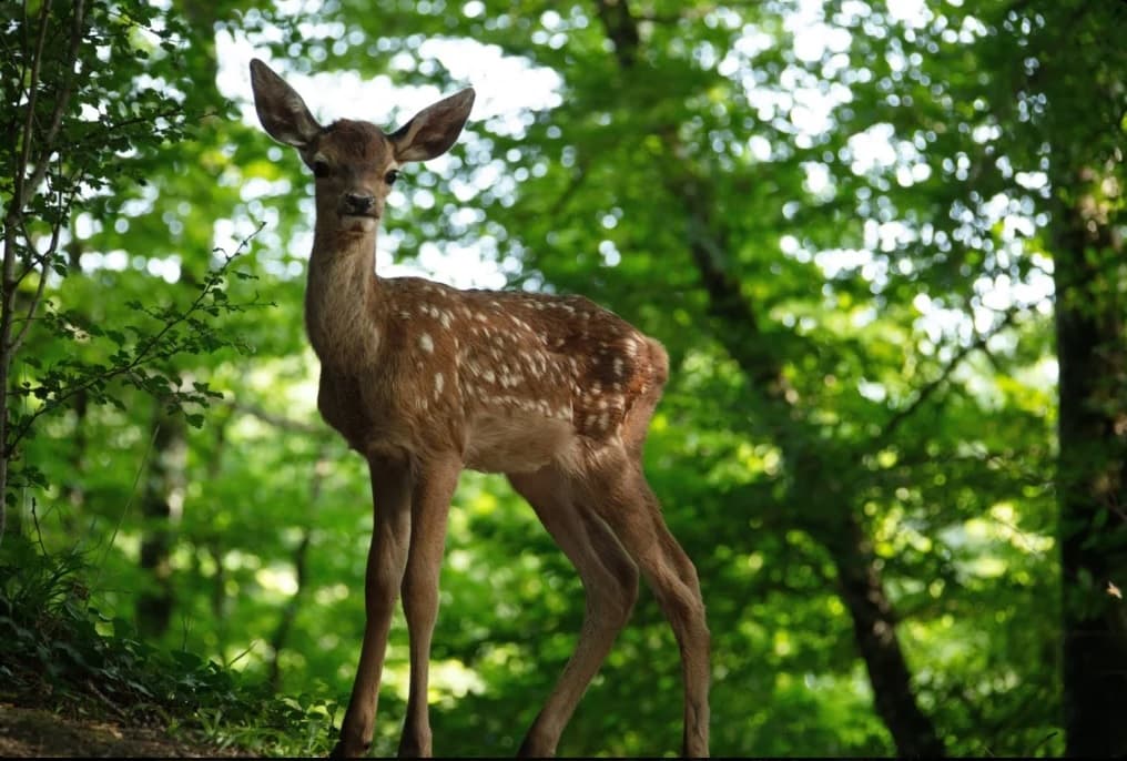 Bambi  26 Aprilie