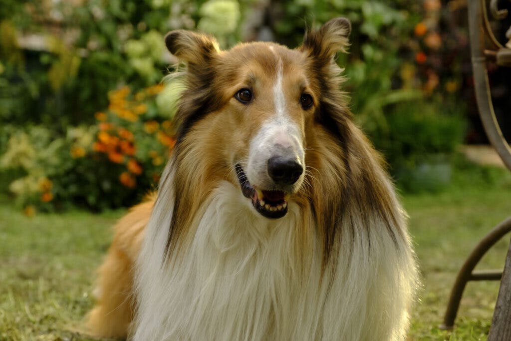Lassie  28 Aprilie